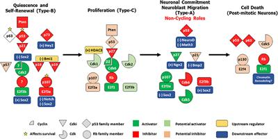 “Till Death Do Us Part”: A Potential Irreversible Link Between Aberrant Cell Cycle Control and Neurodegeneration in the Adult Olfactory Bulb